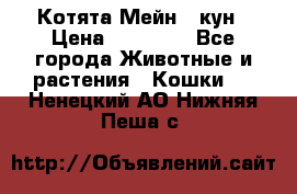 Котята Мейн - кун › Цена ­ 19 000 - Все города Животные и растения » Кошки   . Ненецкий АО,Нижняя Пеша с.